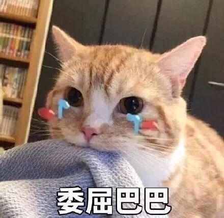 娛樂吃瓜君折耳貓視頻,萌態(tài)百出，笑料連連